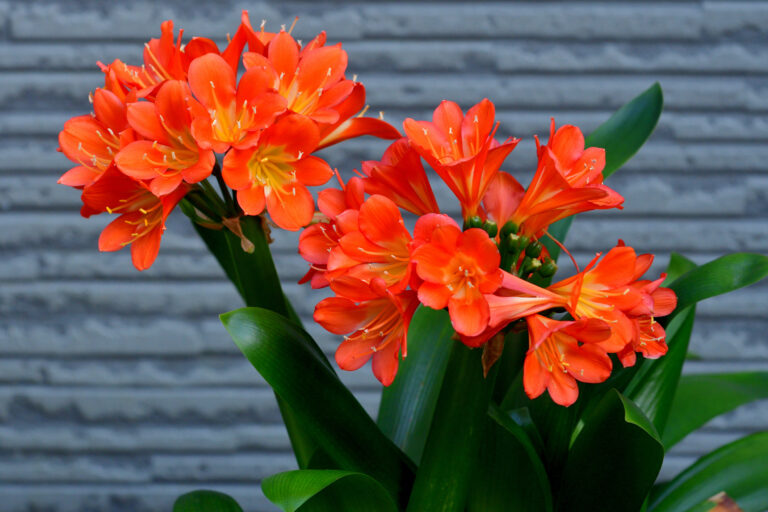Ez az 5 könnyen tartható növény trópusi hangulatot teremt otthonodban