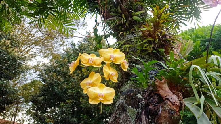 Kerti orchidea ültetése – Nem olyan bonyolult, mint gondolnád