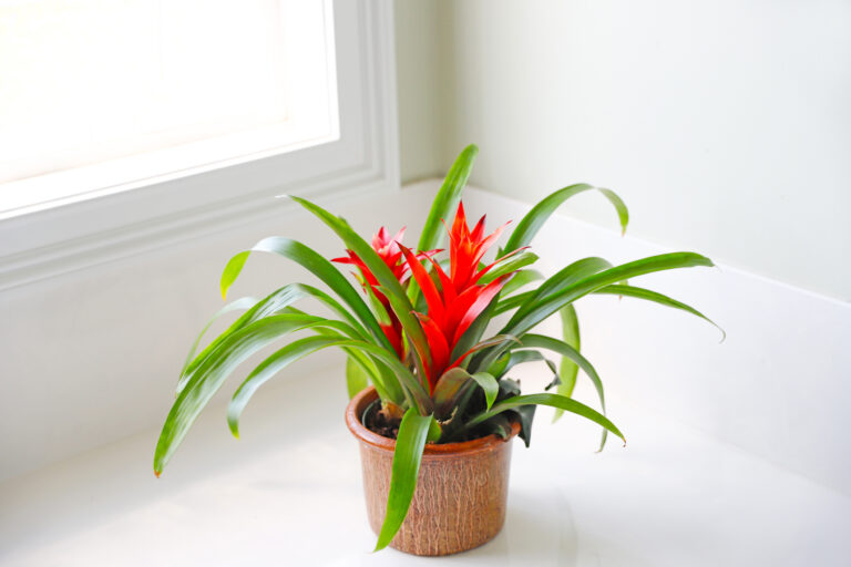 Ez az 5 könnyen tartható növény trópusi hangulatot teremt otthonodban