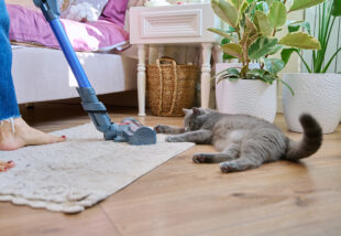 Így tisztítsd a gyapjú szőnyeget